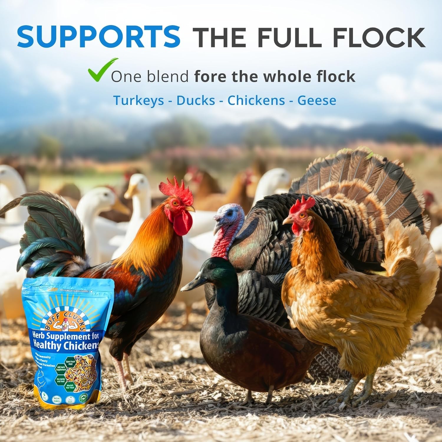 Buff Clucks Herb Supplement for Backyard Chickens for Daily Wellness - USA