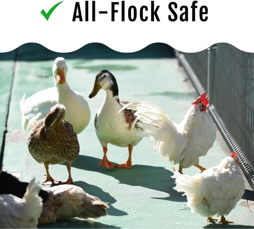 Buff Clucks Grub Fuel Black Soldier Fly Larvae for Chickens - Nutrient-Packed