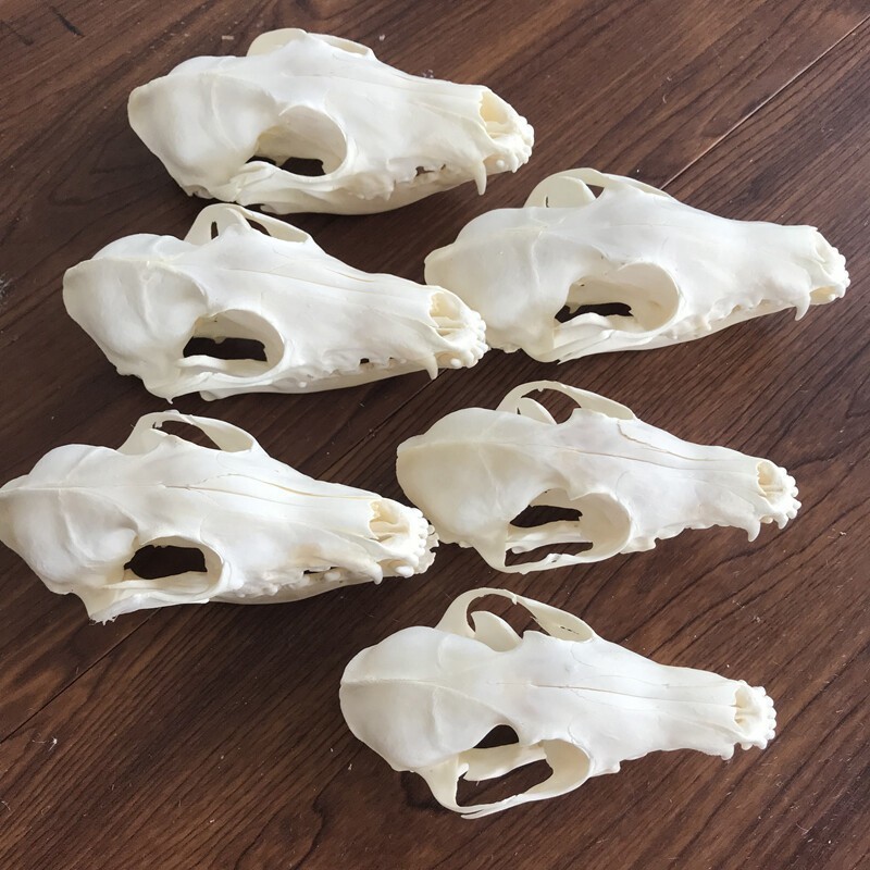 New 10Pcs Real Fox Skull Taxidermy Real Bone Skeleton Halloween Decoration Gift