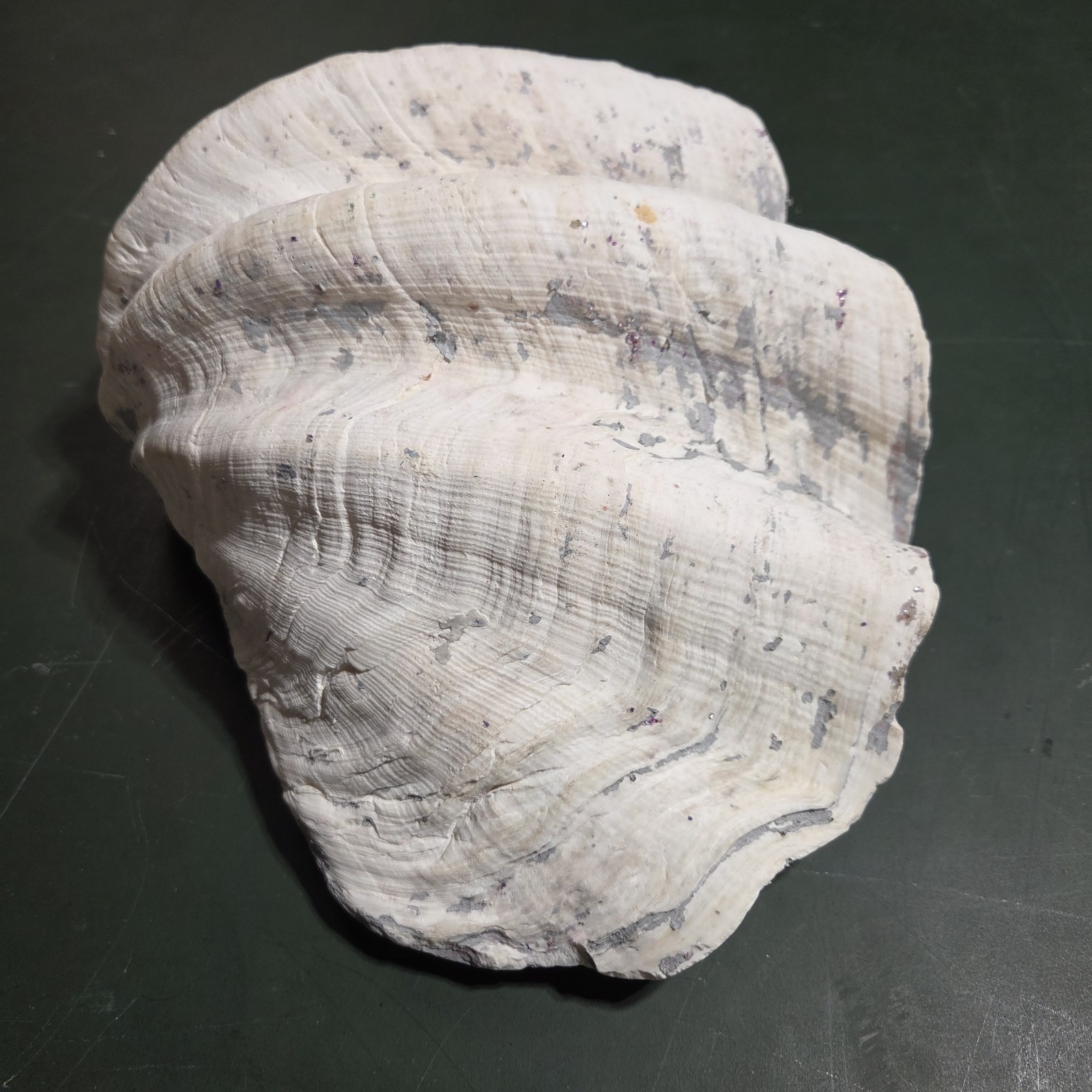 REAL 15½" Natural Giant Clam Shell Tridacna Gigas Sea *AND* 10" Giant Clamshell