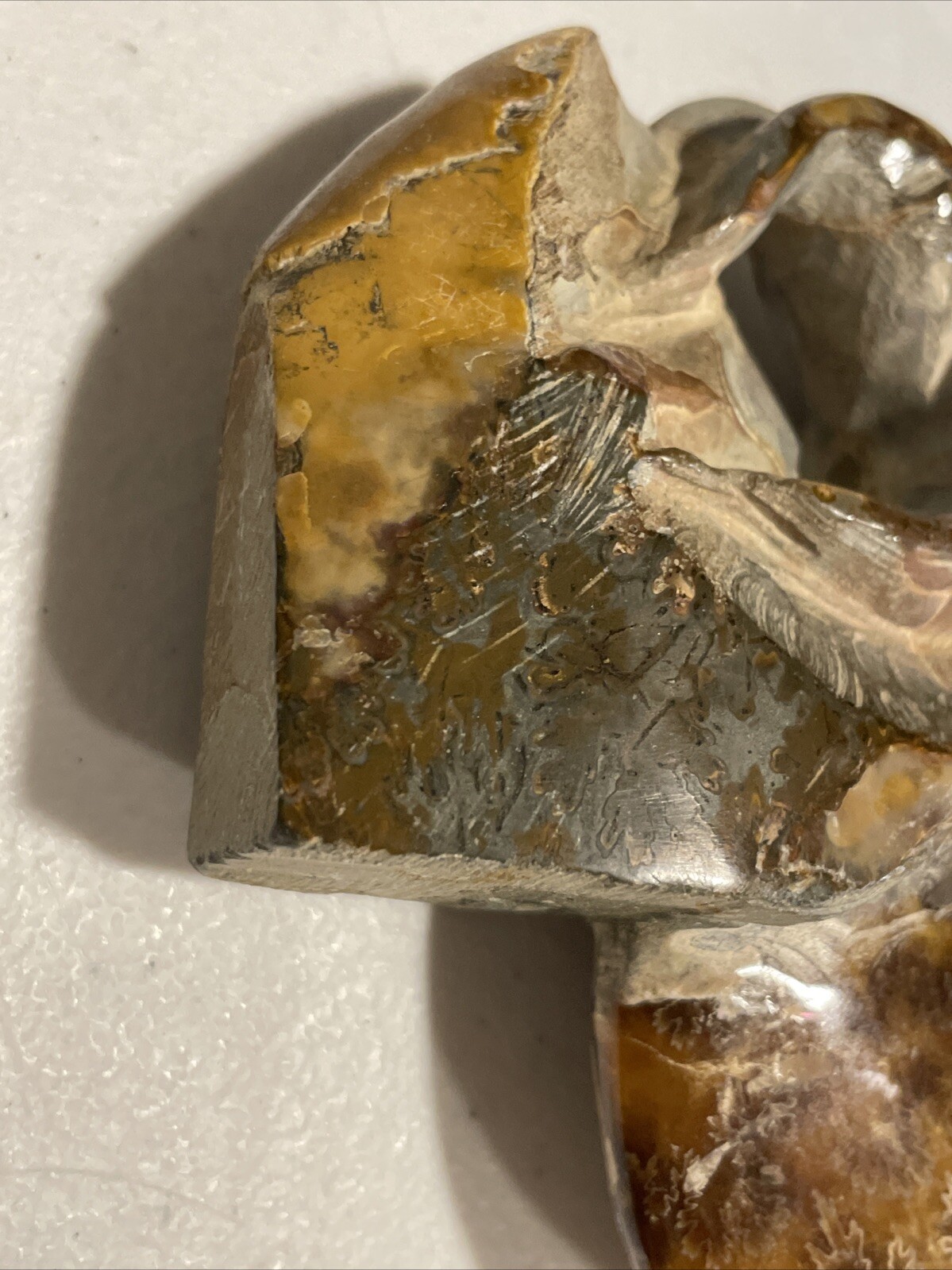 Small Fossilized Agatized Polished Ammonite Specimen 6 inches 1# 10oz