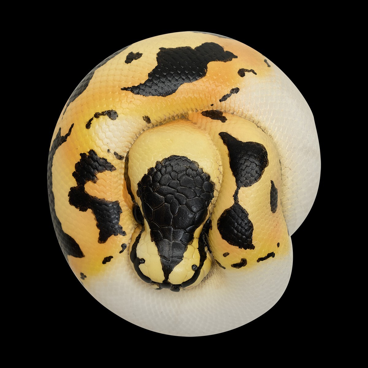 【In-Stock】 Animal Heavenly Body Pastel Pied Ball Python regius Snake Statue