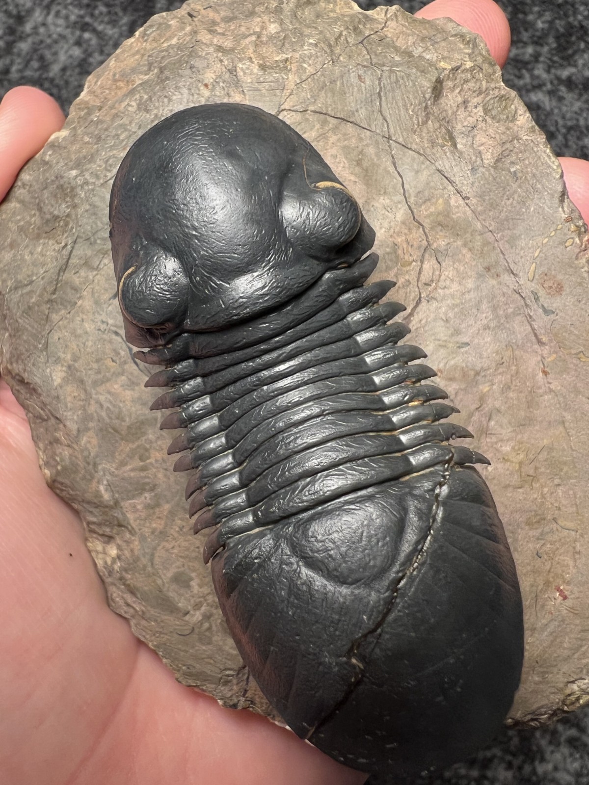 Paralejurus Trilobite Fossil – Flying Preparation with Rare Yellow Eyes