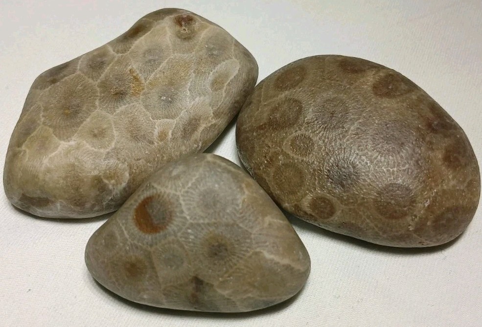 High Pattern Petoskey Stone Lot Natural Great Lakes Michigan Unpolished Fossils