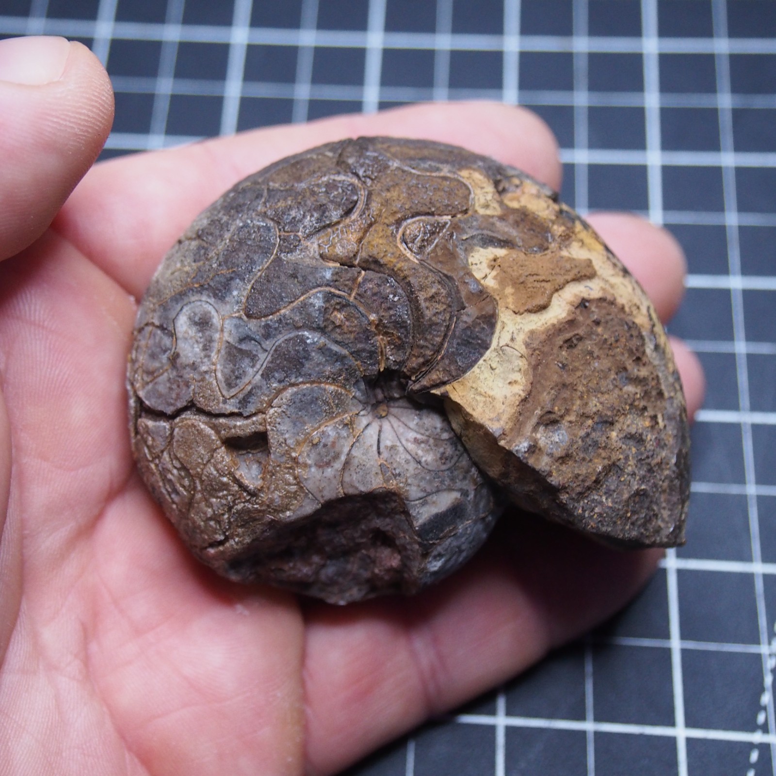 76 mm Goniatite Devonian Fossil Ammonite Morocco 2570