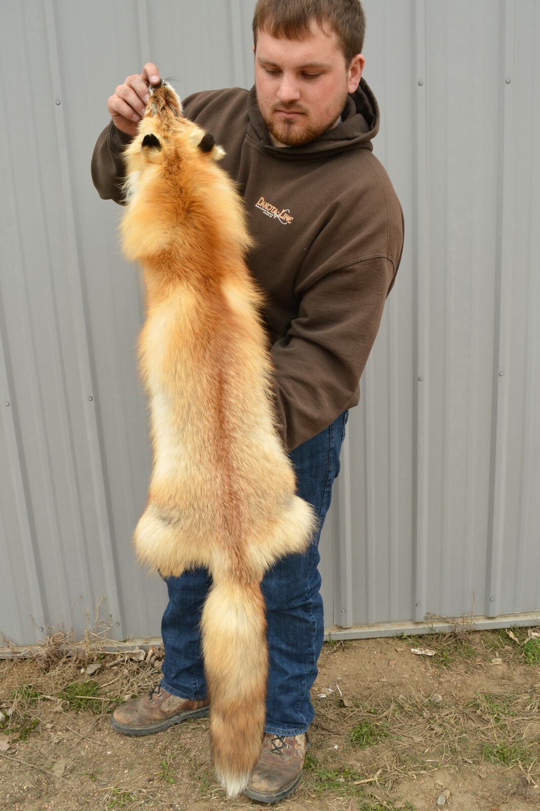 Tanned Red Fox Winter “Heavy Fur” Western XL Pelt, Hide, Medium Grade (rfwhmg)