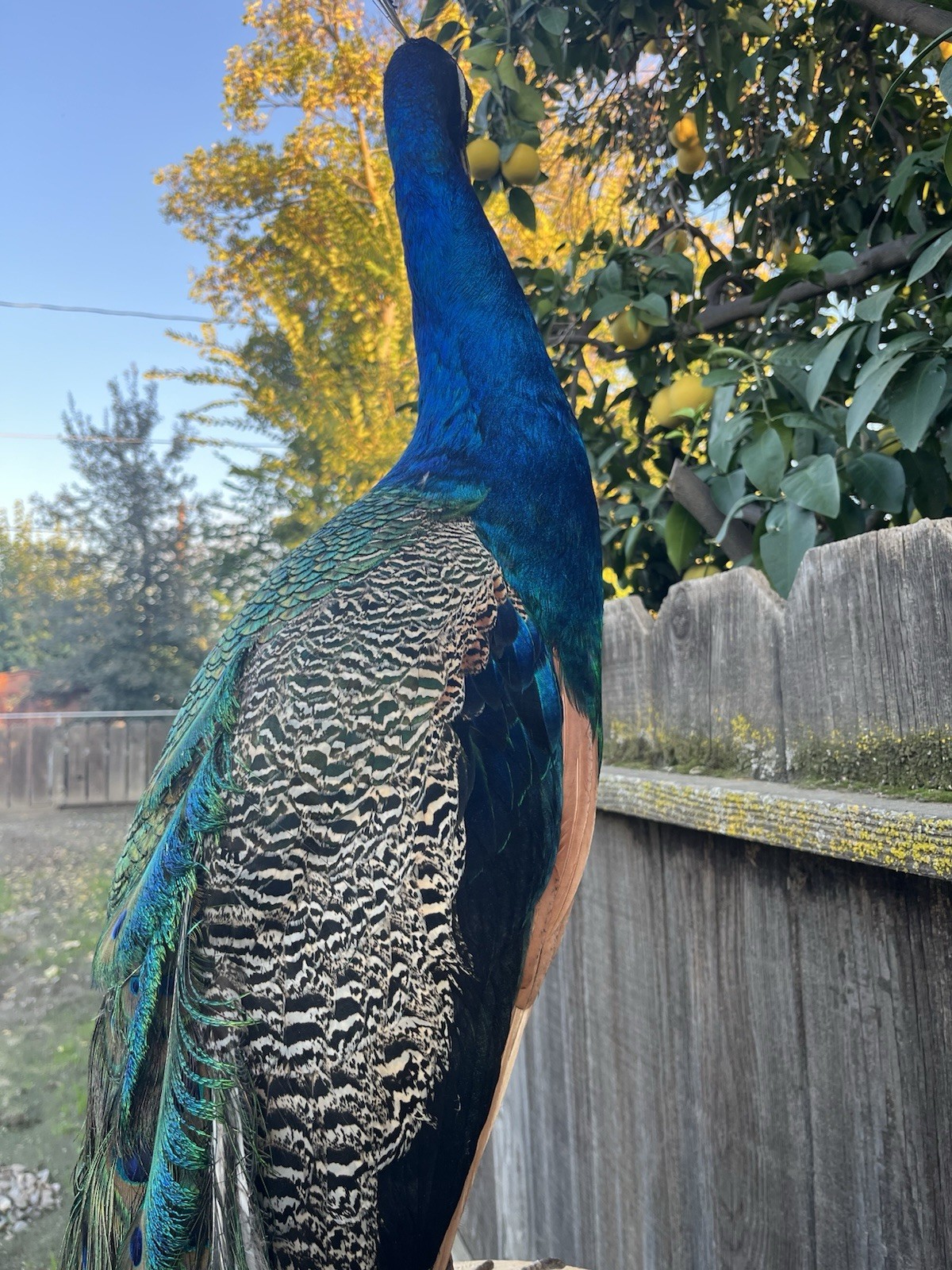 India Blue Real PEACOCK Taxidermy Mount museum quality