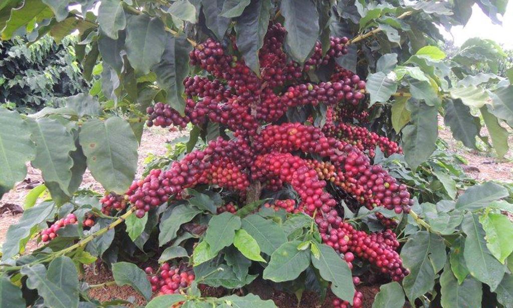 8oz/5lb - Brazil Peaberry – South America – Fresh Roasted To Order Coffee