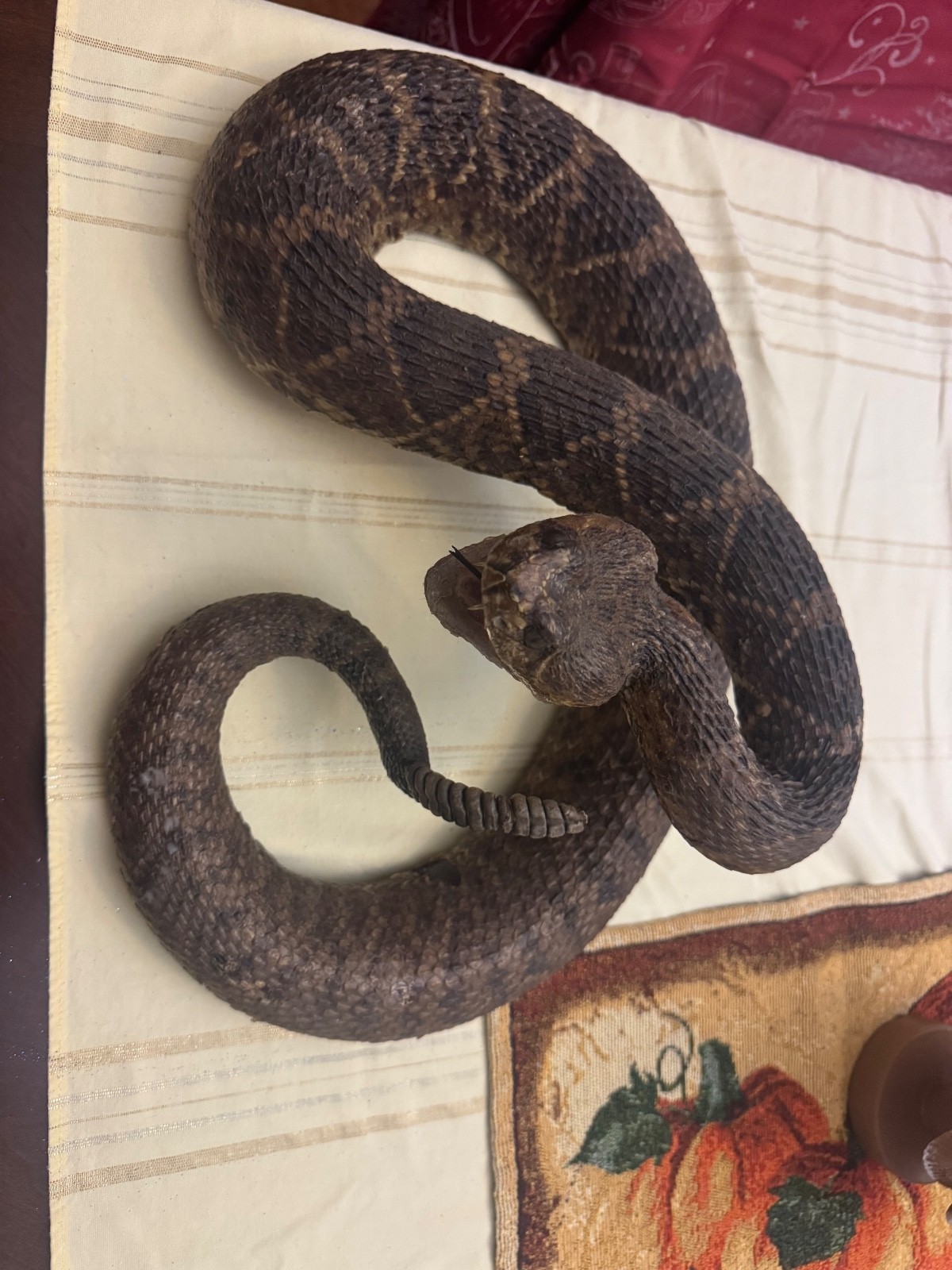 Vintage 53” eastern diamondback rattlesnake taxidermy mount Crotalus adamanteus