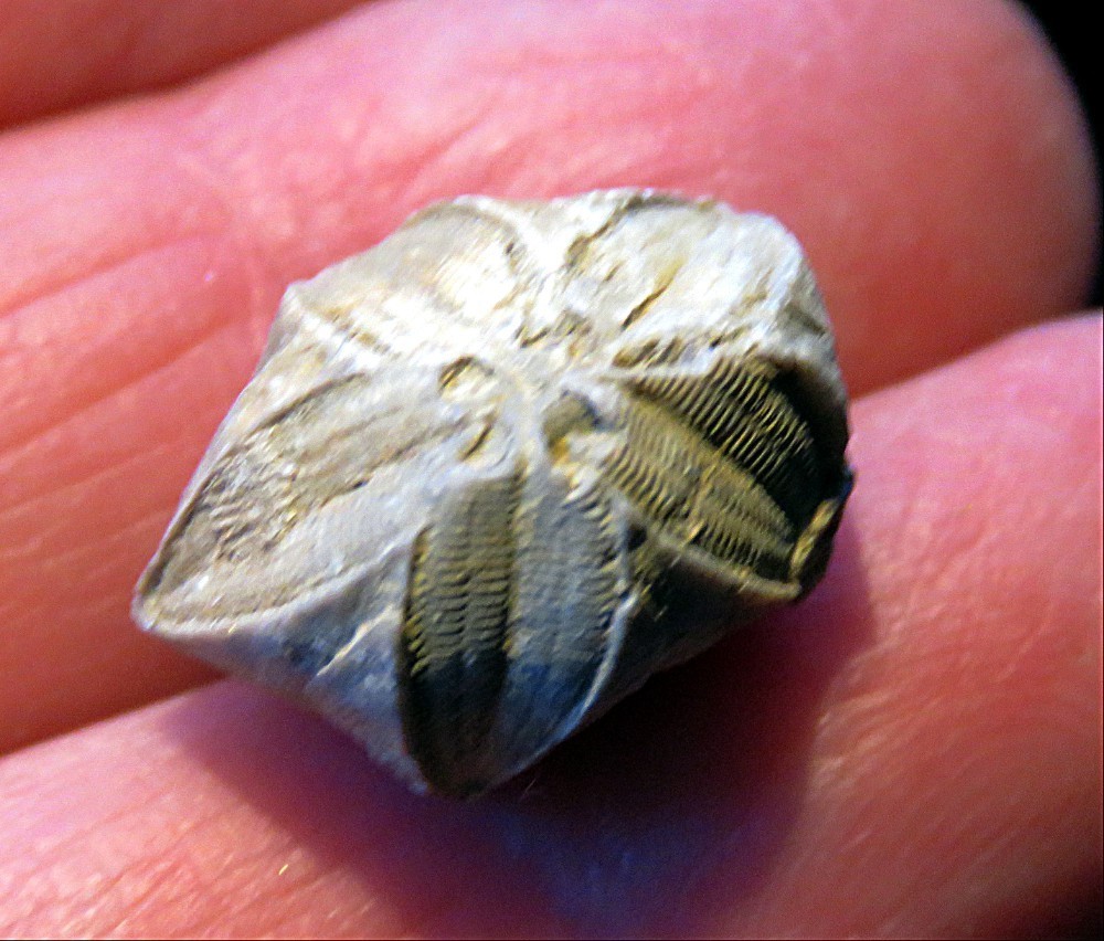 Blastoid Fossil- 3/4"- Pyriformis pentremites- Mississippian- Morill, Kentucky