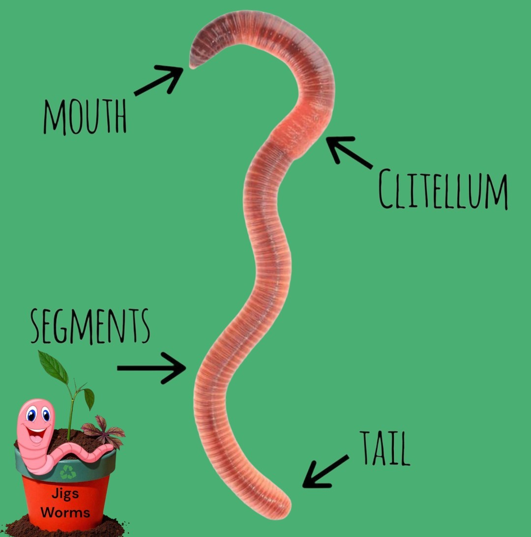 (JIGS) LIVE Red Wiggler Composting Worm Mix Approx 1,000 (1 LB) Voracious Eaters