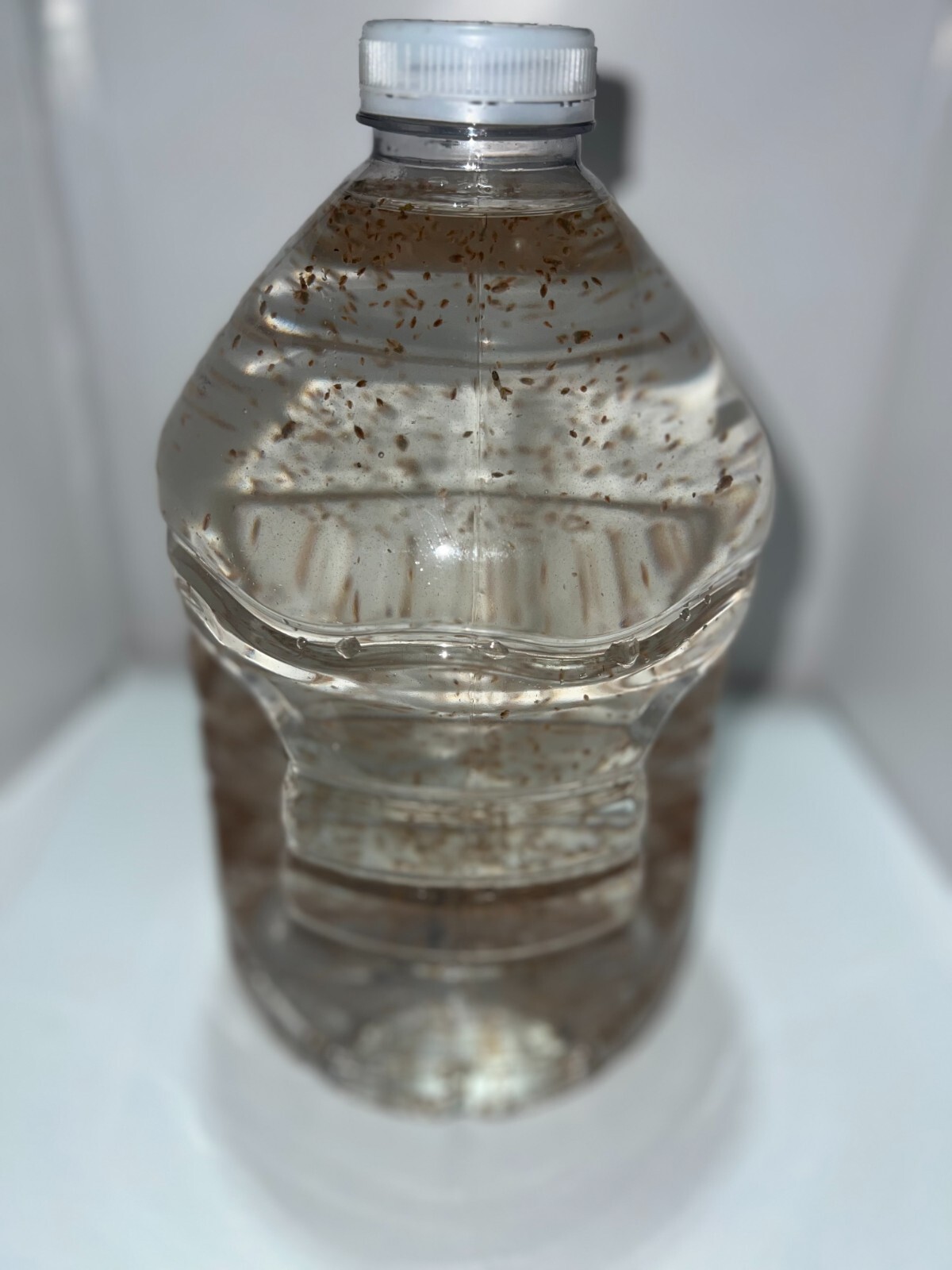 2500 Daphnia Magna (Clean Indoor Culture) Buy 2 get 1 free!