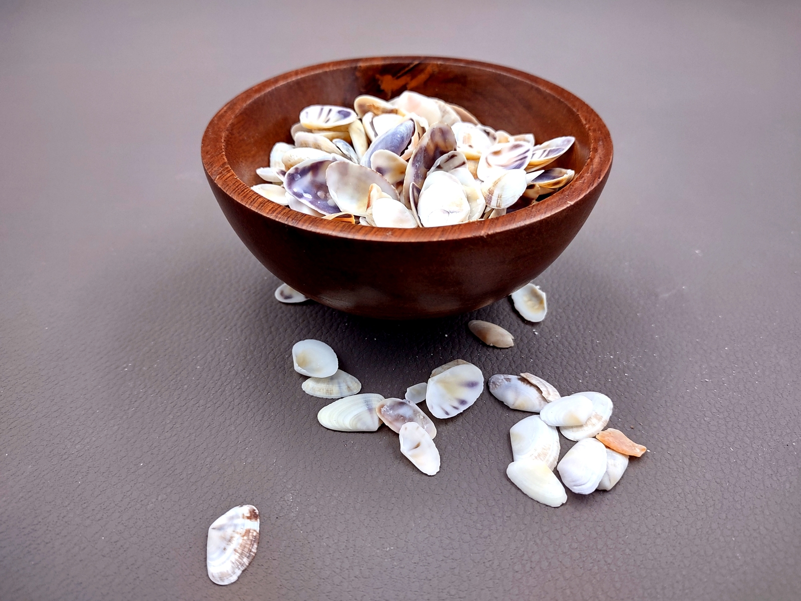 Coquina Clam Shells Blue Violet White (approx. half cup 150+ shells 0.25+ in)