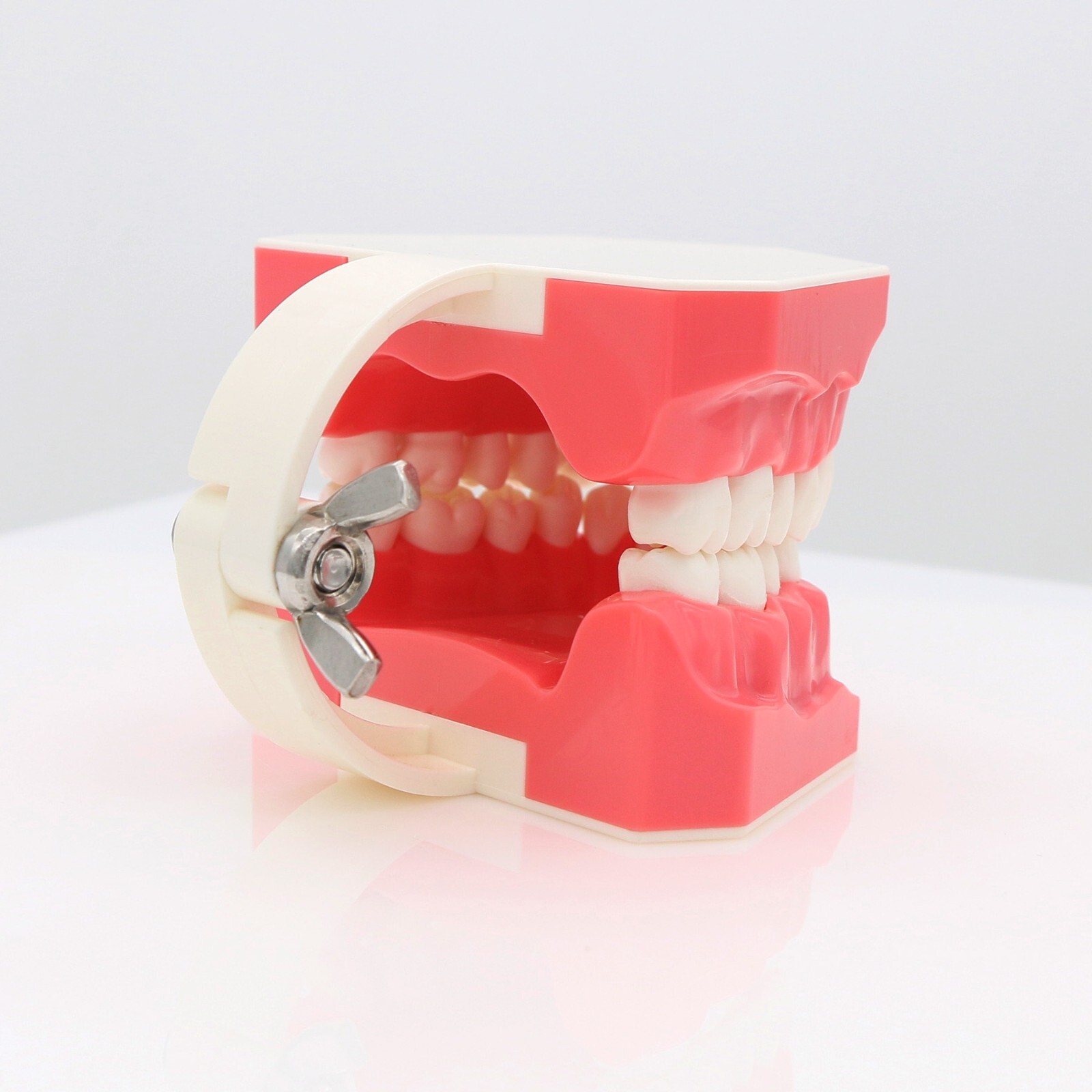 Dental Typodont Teeth Model Brushing Flossing Practice Teaching Model M7010-1