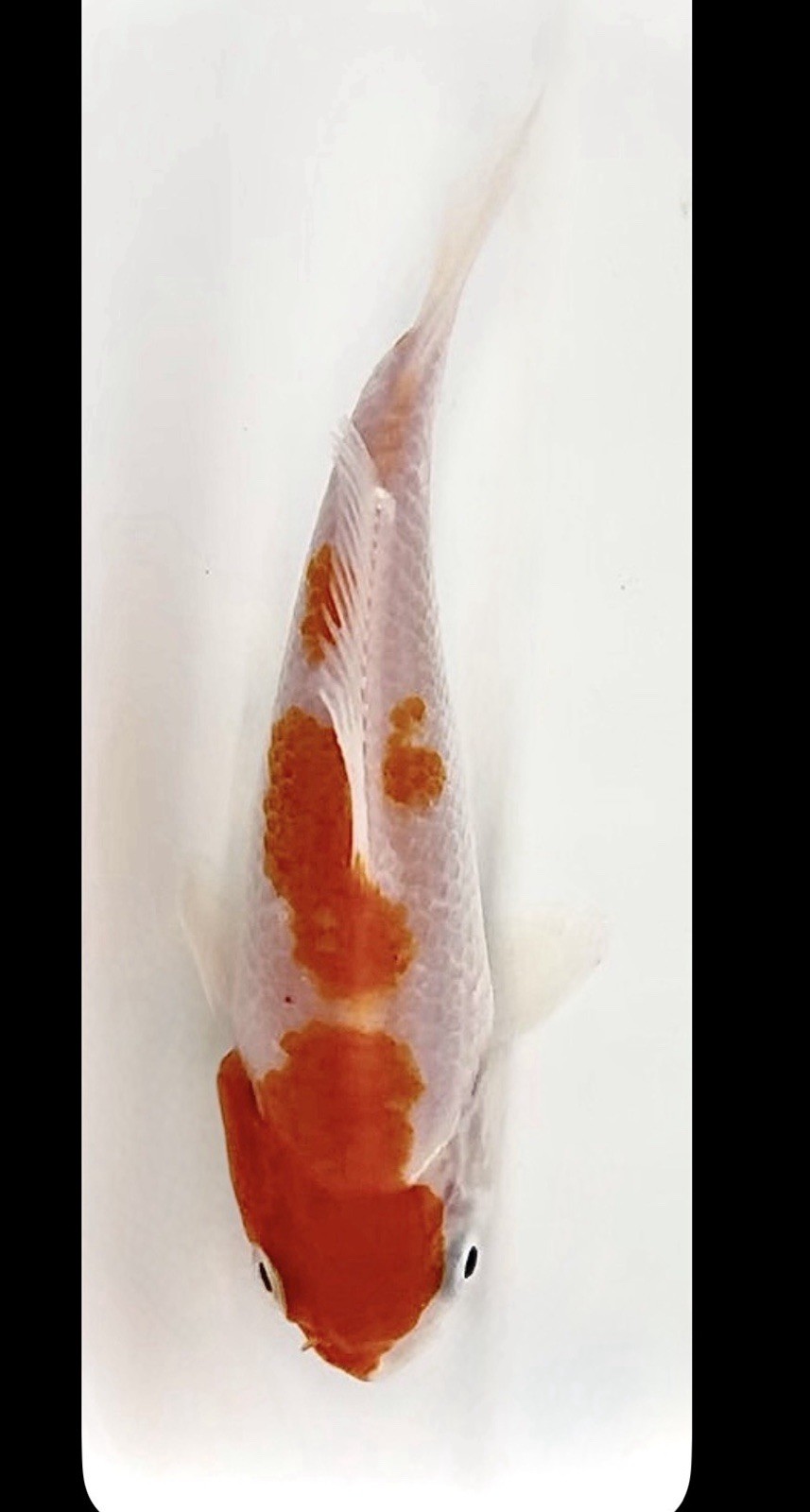 🔥 4-6” EXCELLENT KOHAKU Live Koi Fish 🔥