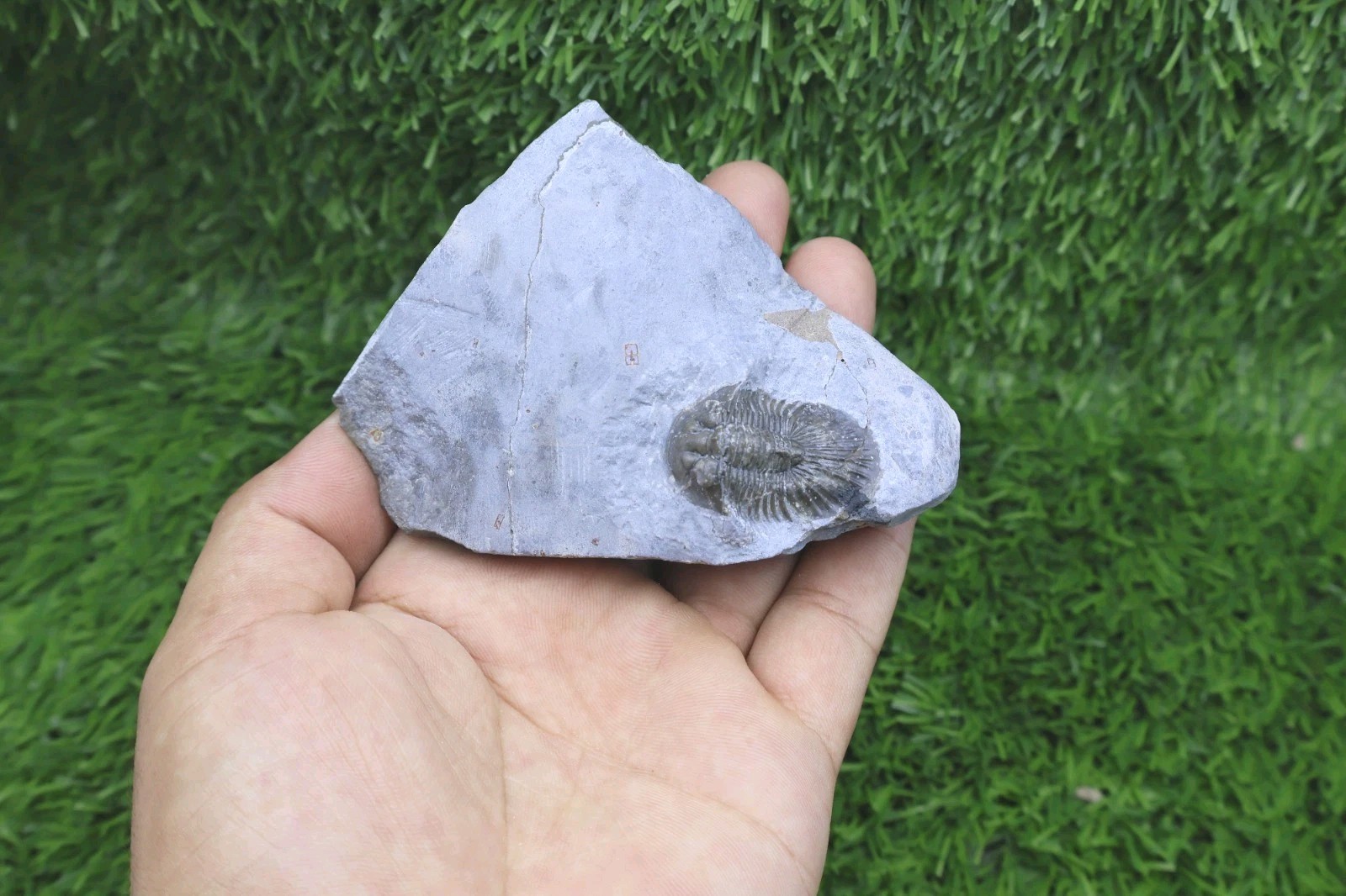 Rare Trilobite Scabriscutellum Trilobite Fossil Devonian Trilobite From Morocco