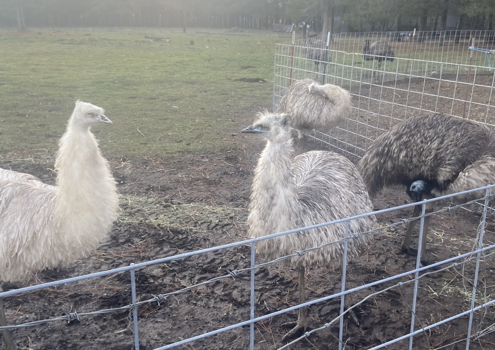 1 EMU Hatching Eggs - Blonde/White/Normal Breeding MOB!