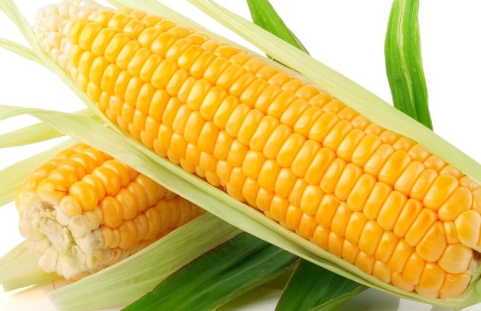 Early Golden Bantam Sweet Corn Seeds, NON-GMO, Heirloom, FREE SHIPPING