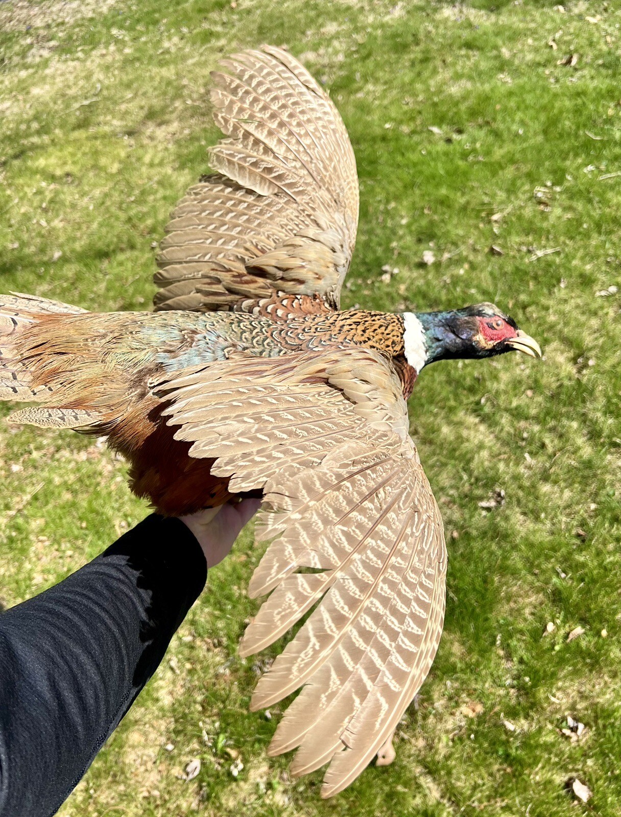 Vintage PAIR Real Ringneck Flying Pheasants Wall Mounts Taxidermy LOCAL PICKUP