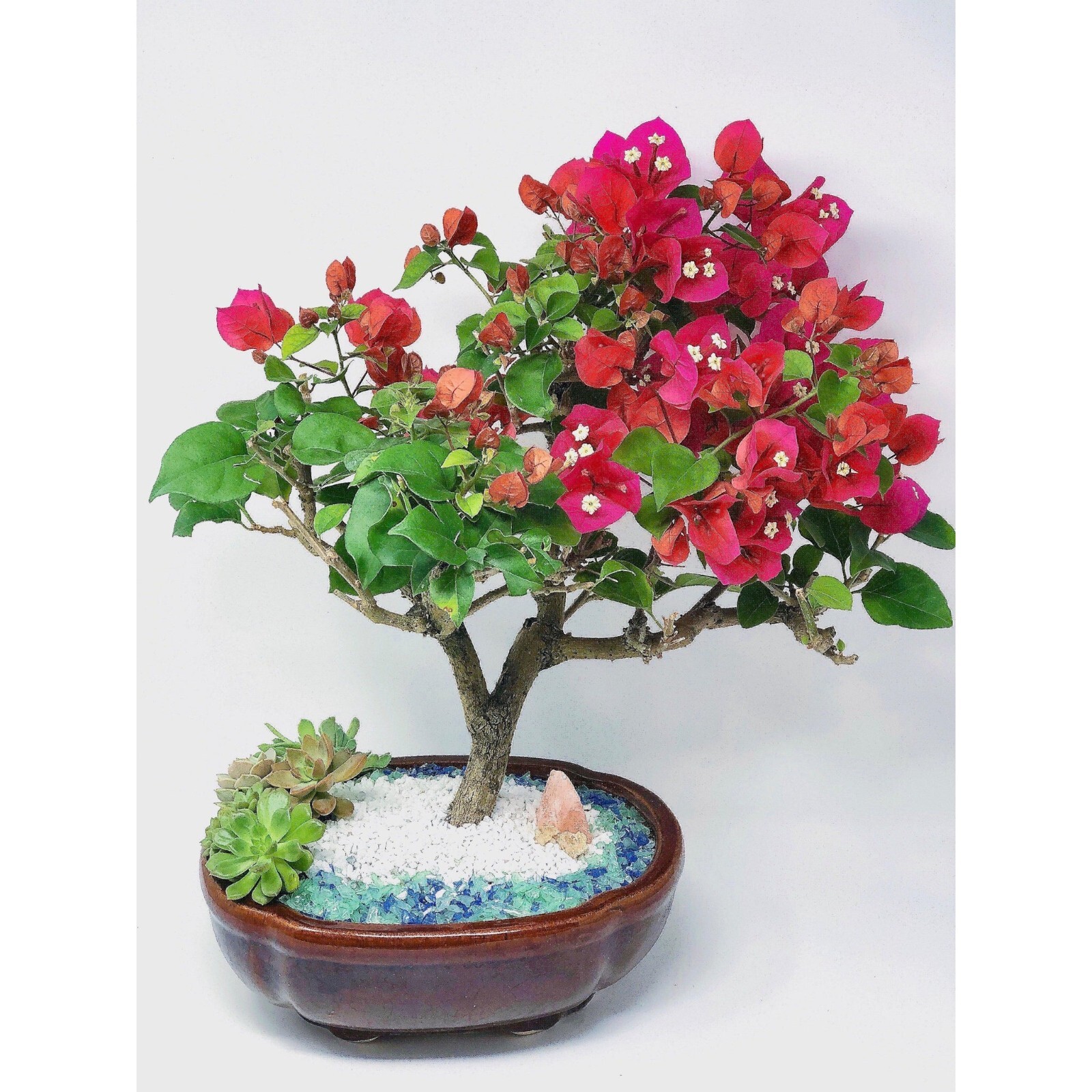 7 Gallons 3/8" Horticultural Pumice Rock Soil Amendment Succulents Cacti Bonsai