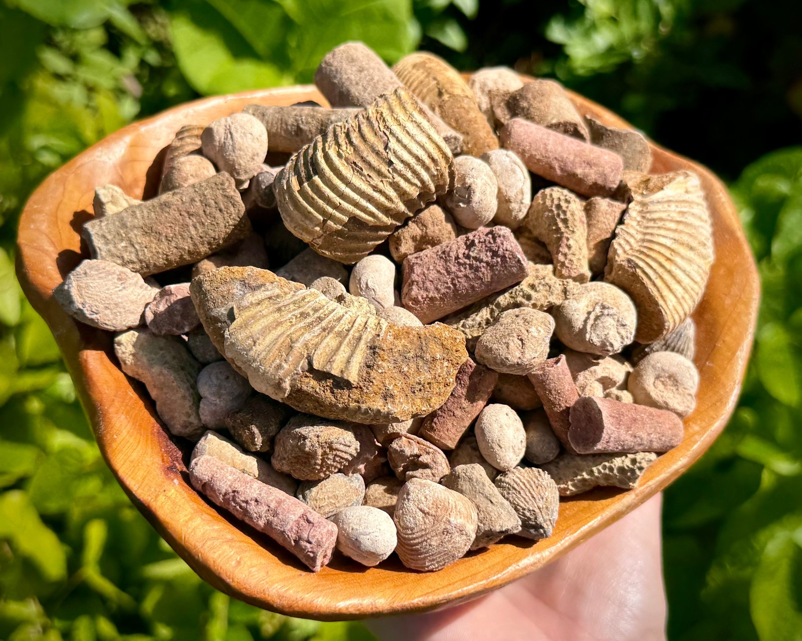 Natural Fossil Mix Gift Box - 1/2 lb Authentic Fossil Assortments & Shark Tooth