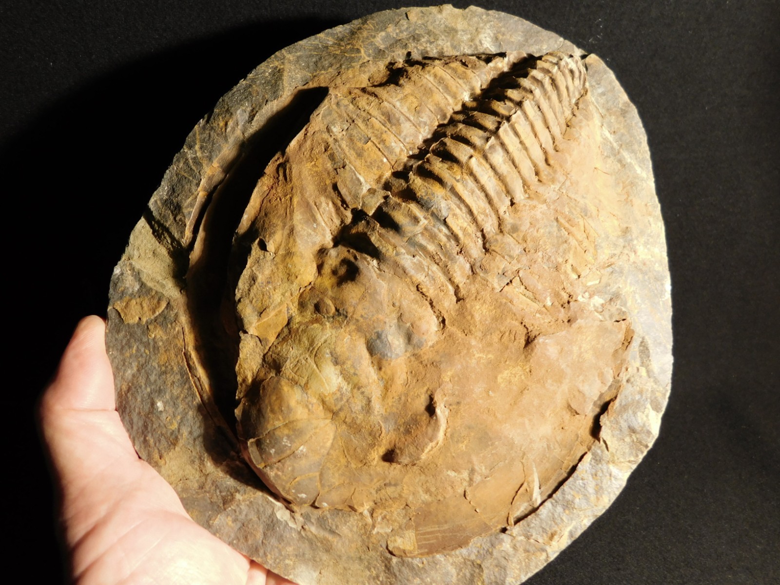 HUGE! 530 Million Year OLD! Andalusiana Trilobite Fossil Anif Morocco 3933gr