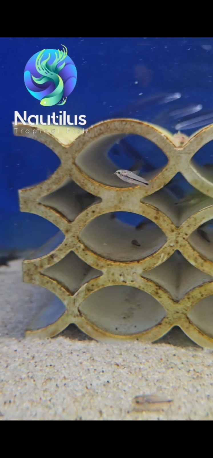 Pygmy Cory-Corydoras pygmaeus-Fast Shipping-We combine shipping!!