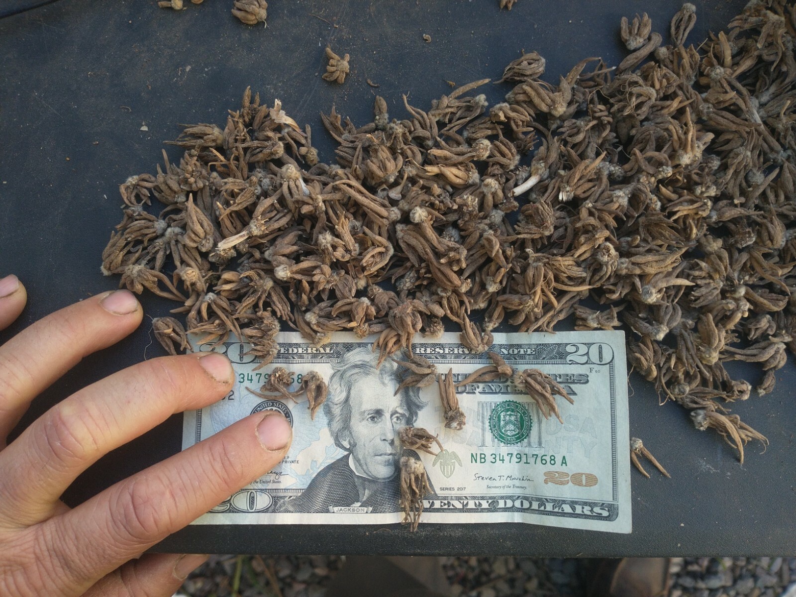 100 Ranunculus Bulbs DOUBLE Buttercups Spring BARGAIN!