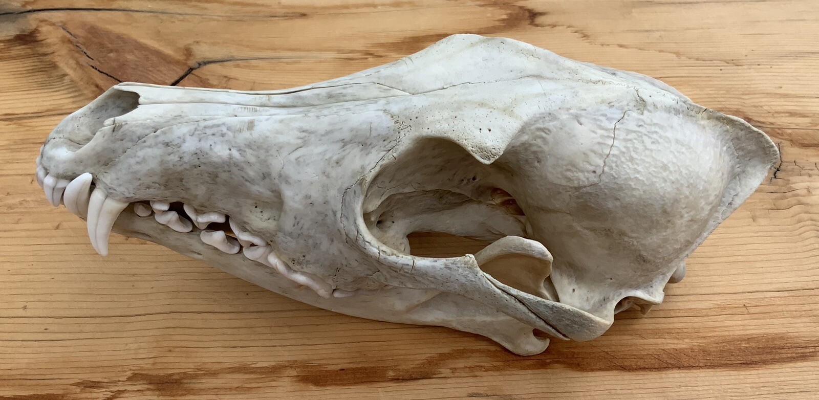 Coyote Skull Nature Cleaned Real Authentic Montana Coyote Skull