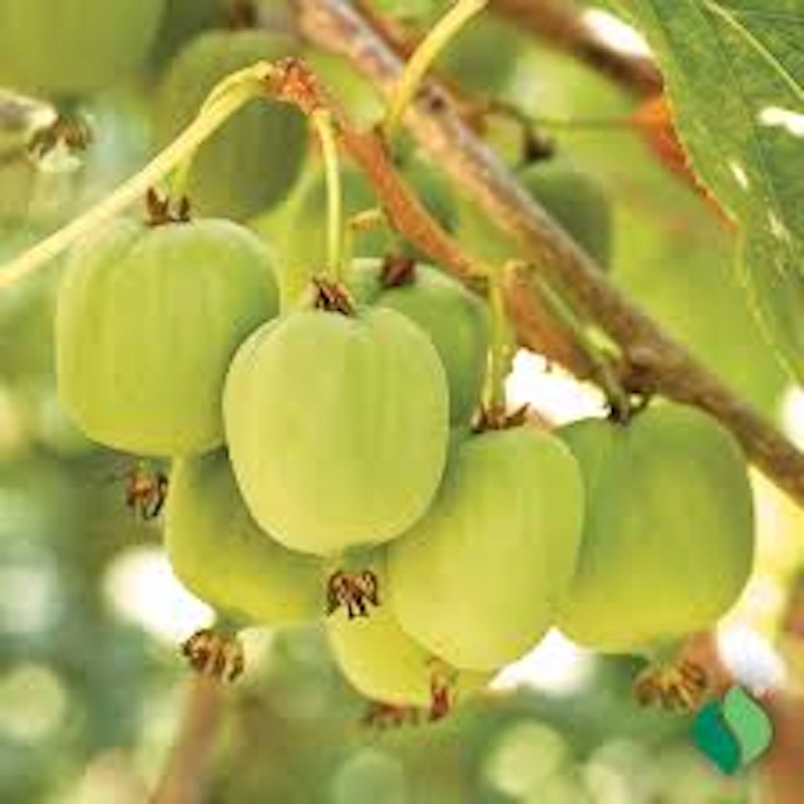 5 Issai Hardy Kiwi Plant Actinidia arguta Starter Plant