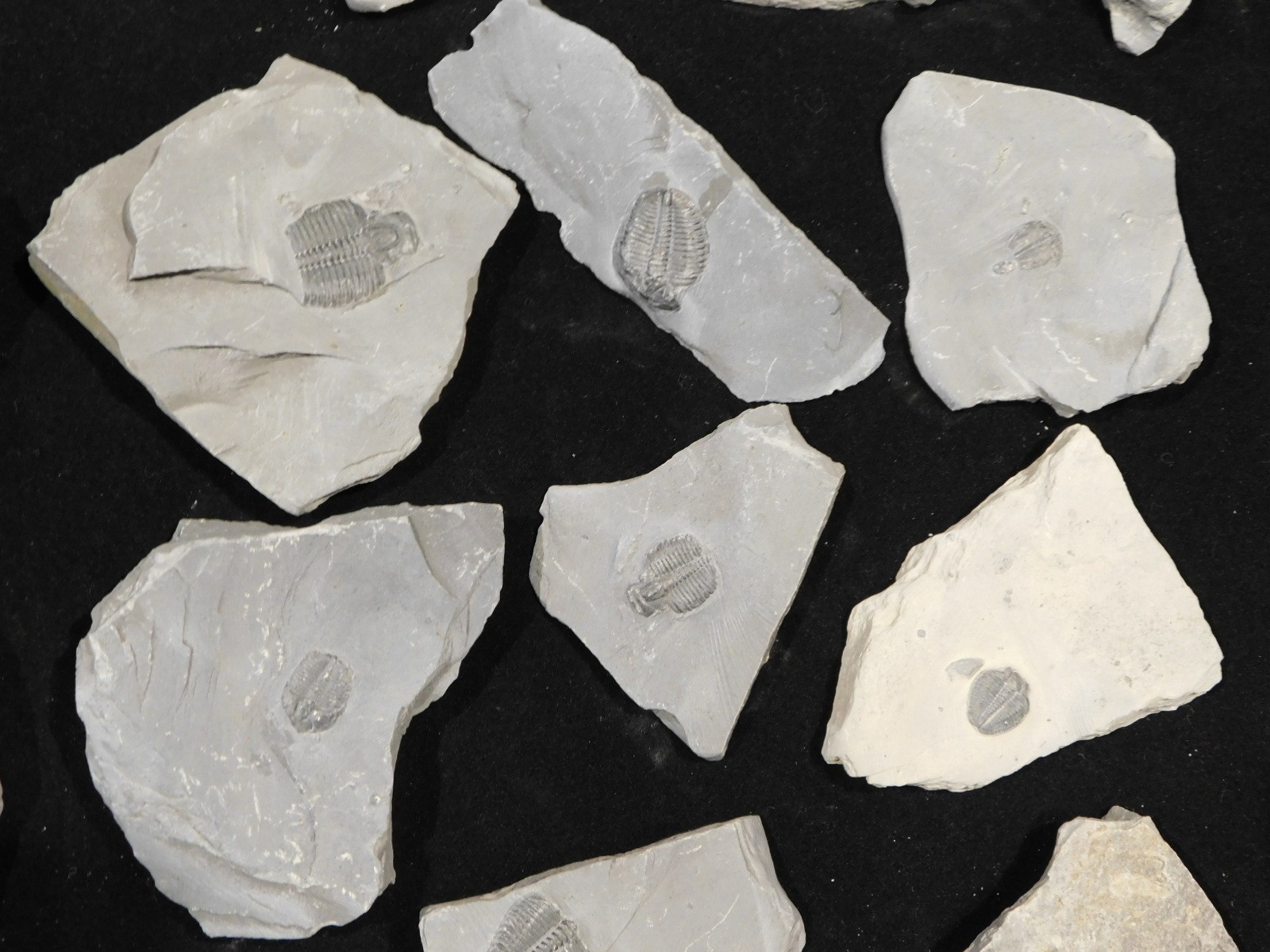 GIANT Lot of FORTY 100% Natural Elrathia TRILOBITE Fossils in Matrix Utah 2300gr