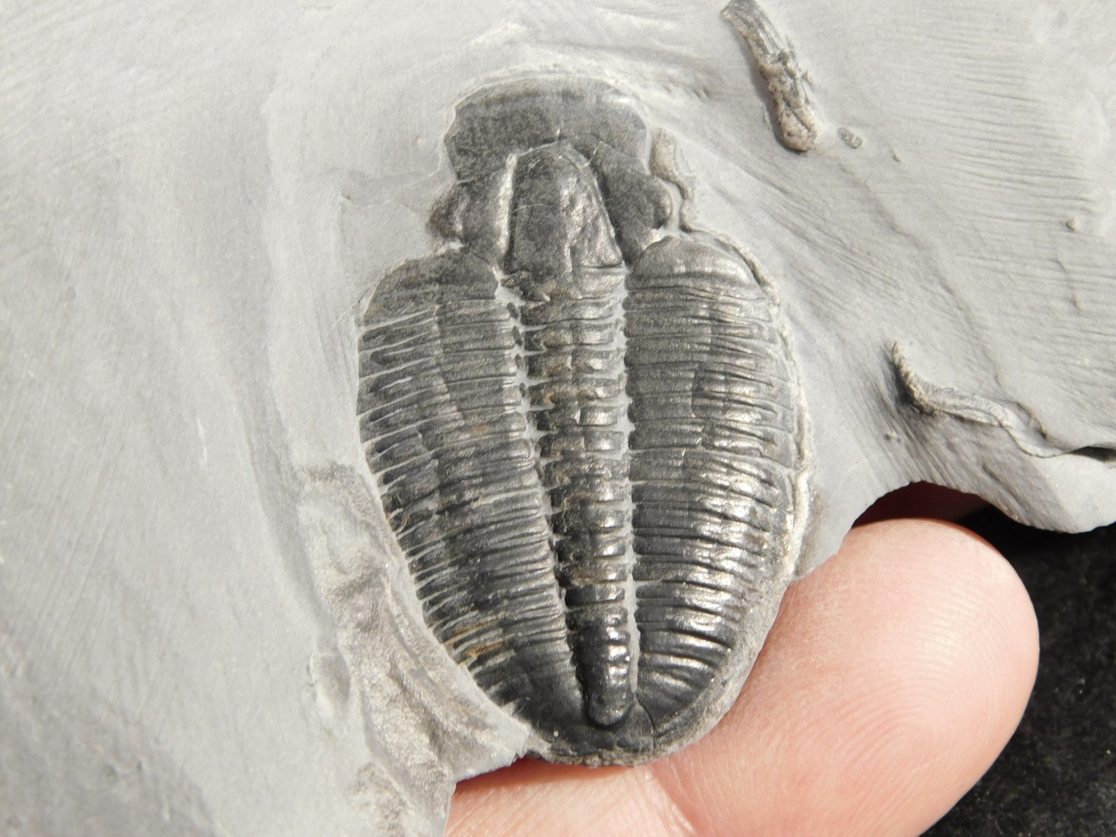 Elrathia TRILOBITE Fossil From Cambrian Utah 100% Natural 130gr *C