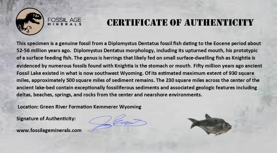 3.3" Diplomystus Dentatus Fossil Fish Green River FM WY Eocene Age COA, Stand