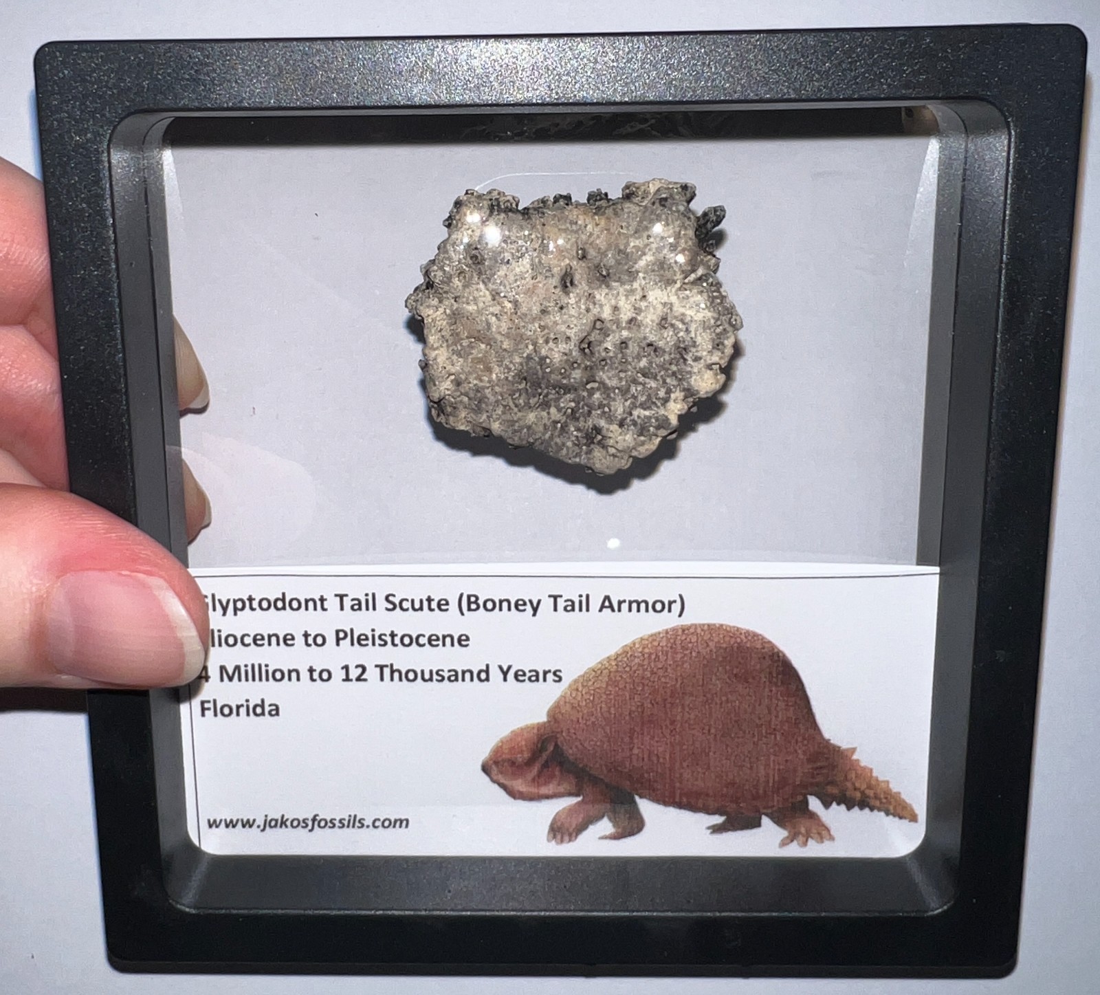 Framed RARE Ice Age Fossil GLYPTODONT Tail Scute Bone Armor Lot! ONE PER ORDER!