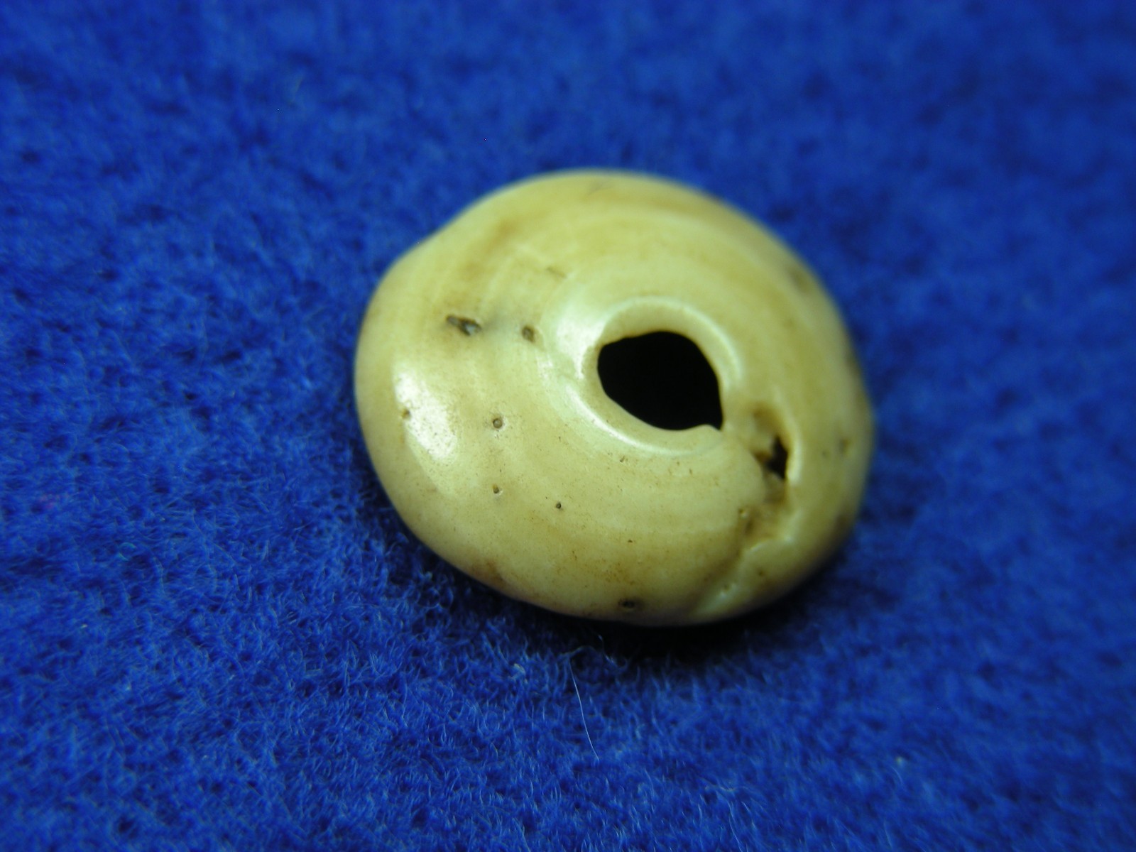 EXCELLENT DRILLED SHELL BEAD 11/16" TENNESSEE Authentic Indian Artifacts