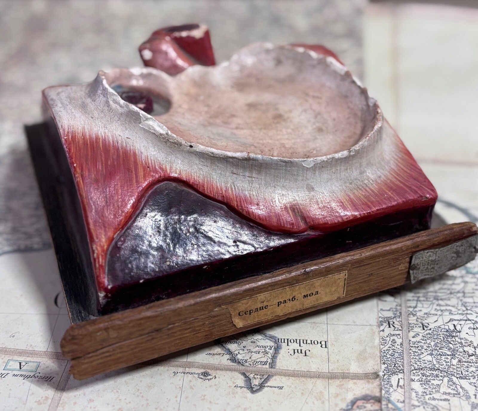 Rare 1930s Soviet Anatomical Model Dissectible Heart & Pelvic Vascular Section