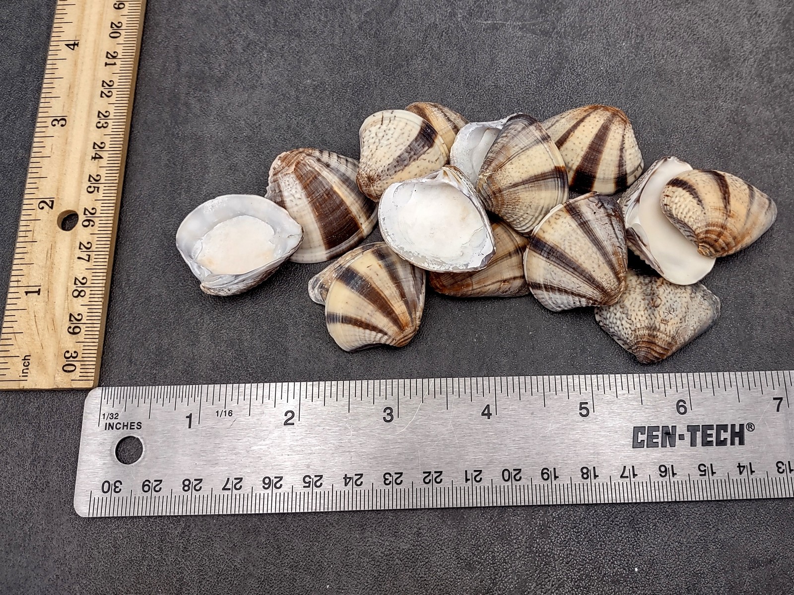 Mexican Sunset Striped Clam Seashells (15 shells approx. 1.25+ inches)