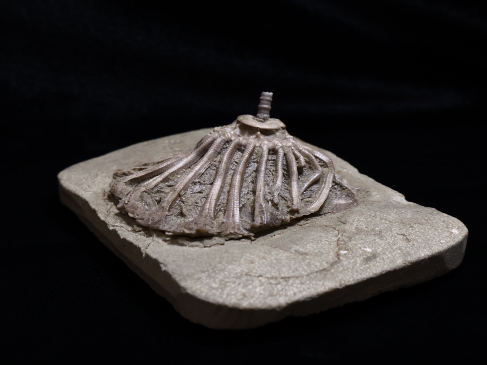 Revealing Fossil Crinoid, Crawfordsville, Indiana