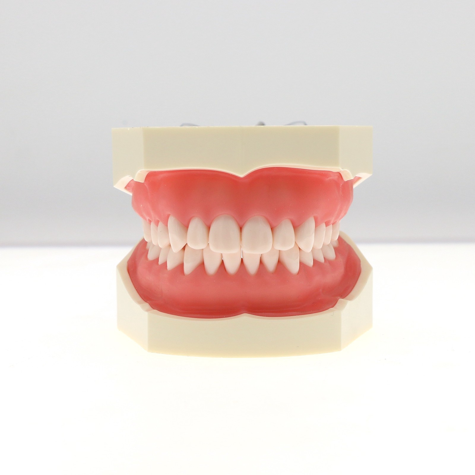 Dental Typodont Teeth Model for Kilgore NISSIN 200/500 Type With Removable Teeth