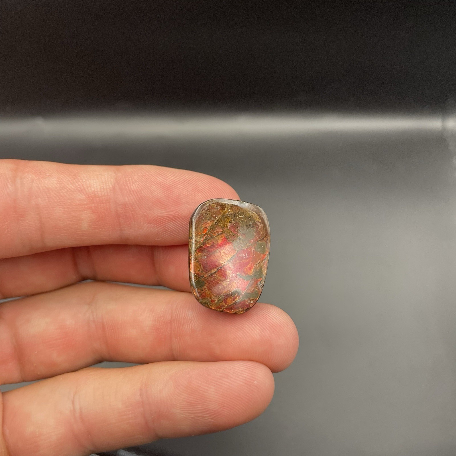 Ammonite Fossil Ammolite Alberta Canada Red Gemstone