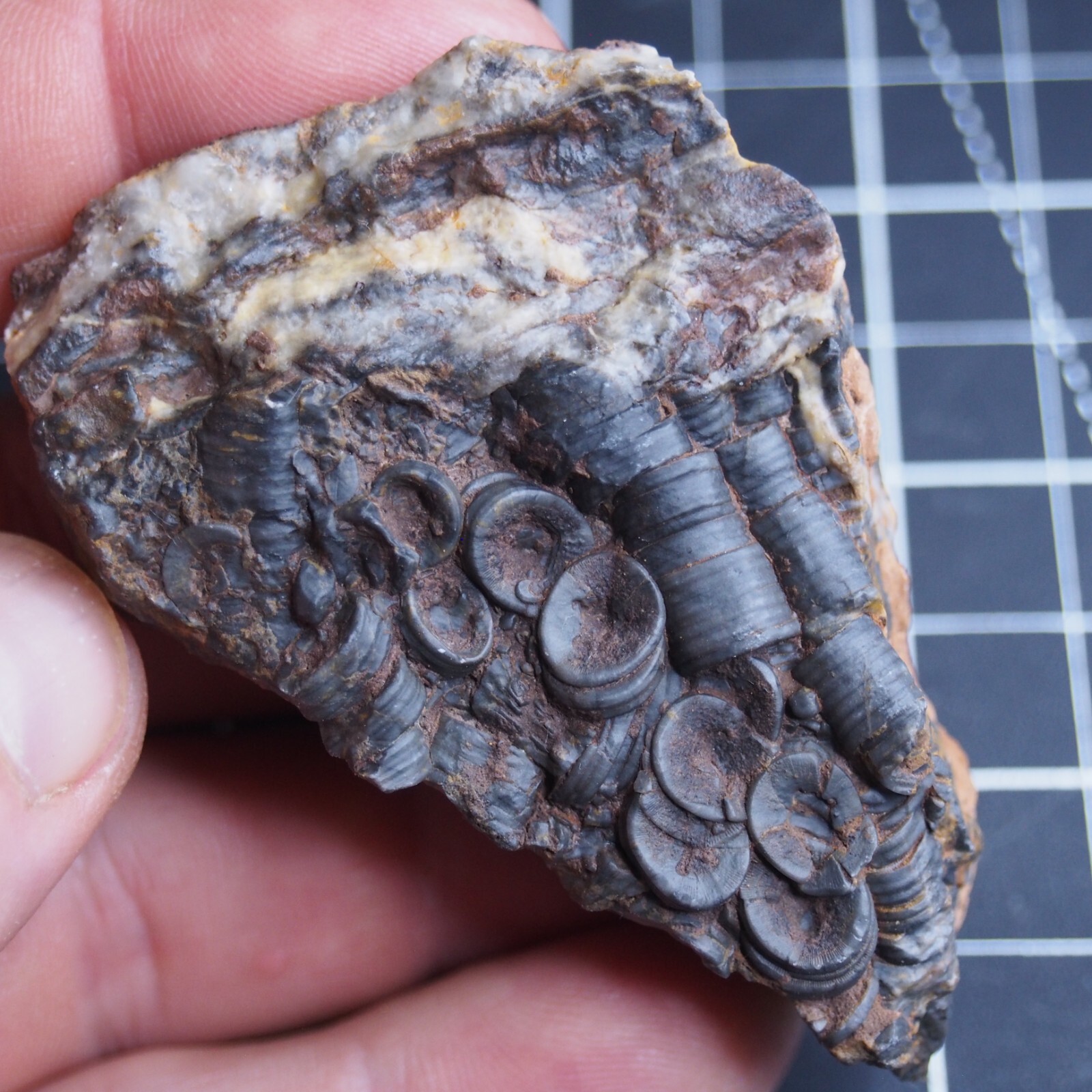 82g Mahoumacrinus sp. Scyphocrinites elegants Crinoid Devonian Fossil 1269