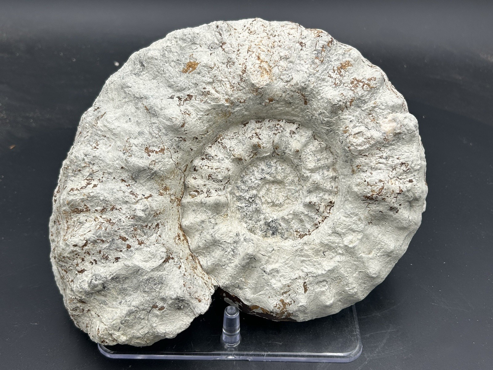 NICE 9.5” Dinosaur Age Mortoniceras Sp. Texas Fossil Ammonite! Both Sides Great!
