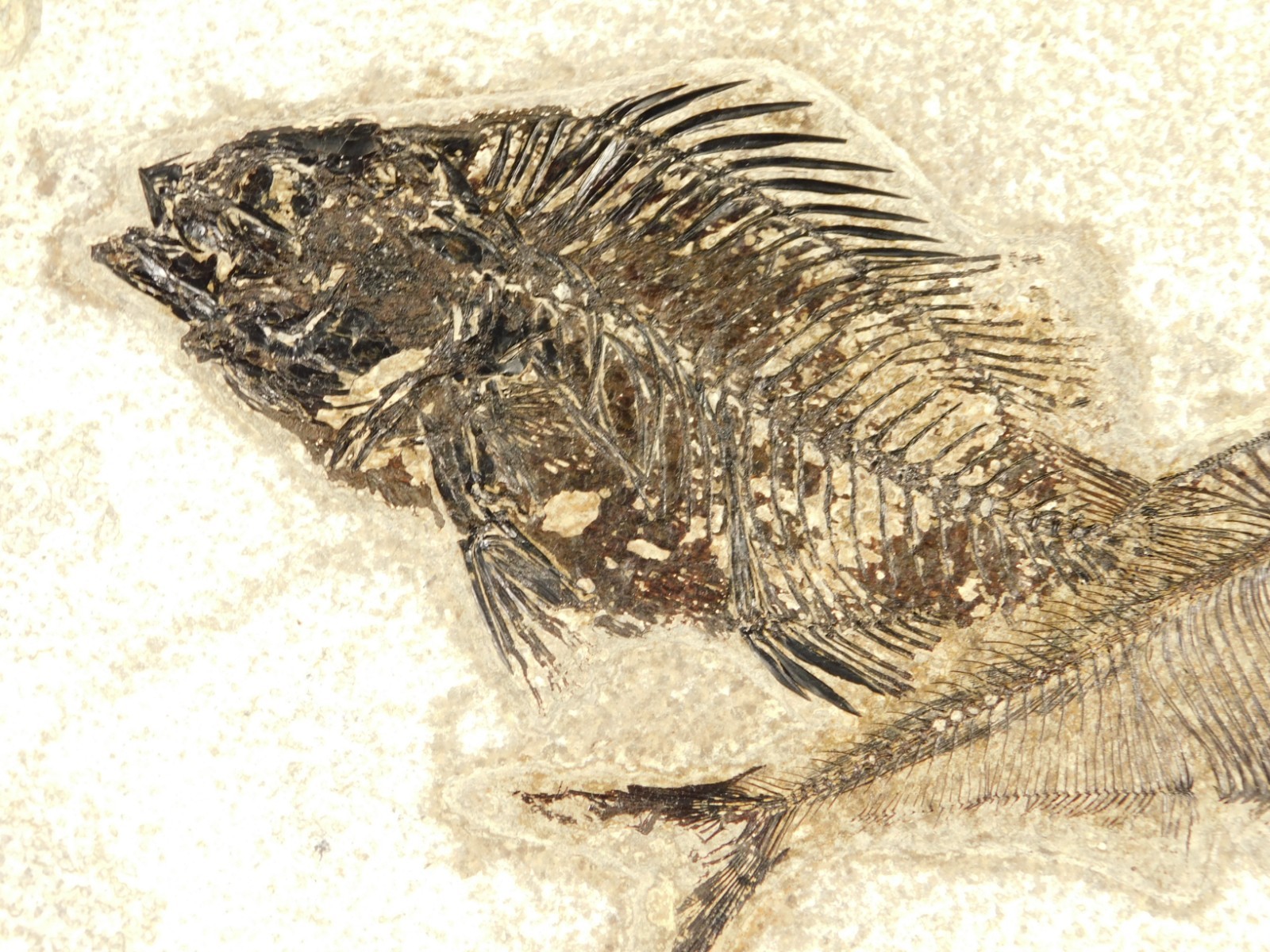 Two! SPECIES Rare Priscacara FISH Fossil and Diplomystus On HUGE Matrix Wyoming