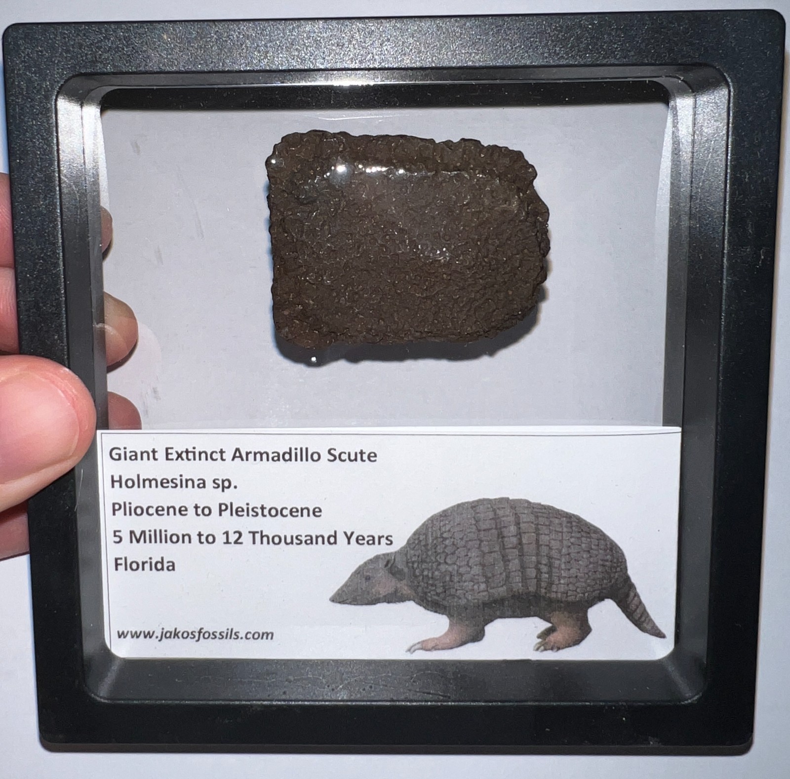 RARE Ice Age Fossil HOLMESINA GIANT ARMADILLO Scute Bone Armor Lot ONE PER ORDER