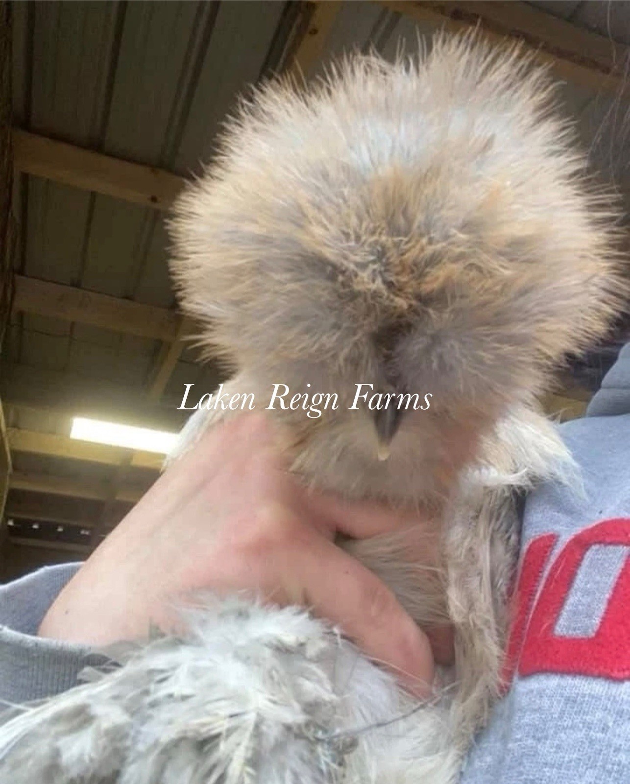 5+1 Silkie Calico Splash/Calico Paint Project Pen Hatching Eggs NPIP/AI