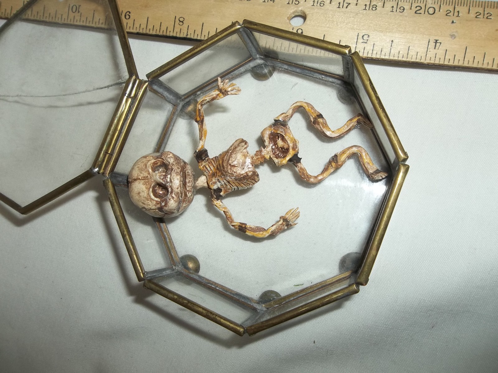 12 Week Fetus/Fetal Skeleton Curvature of Limbs Oddity Curiosity Sideshow Gaff