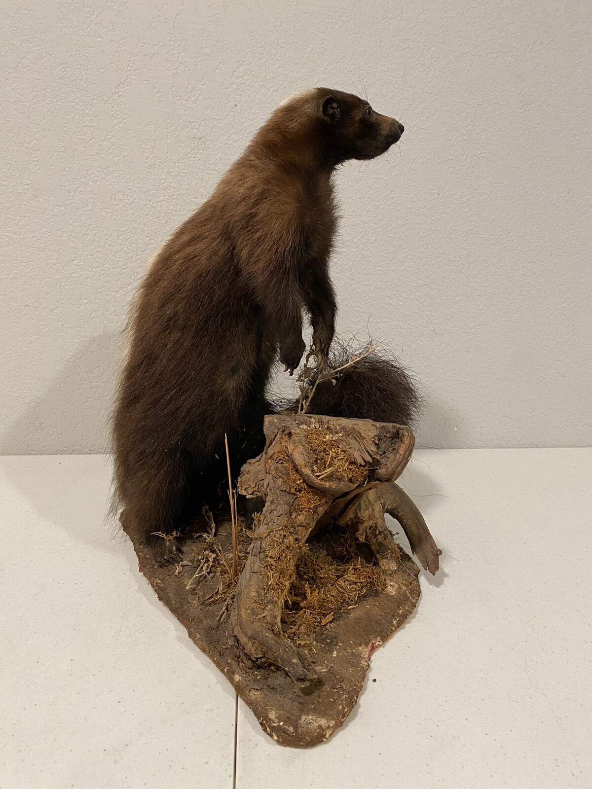 Rare Adult Brown Striped Skunk Taxidermy Mounted 16” Tall Vintage Oddity NICE