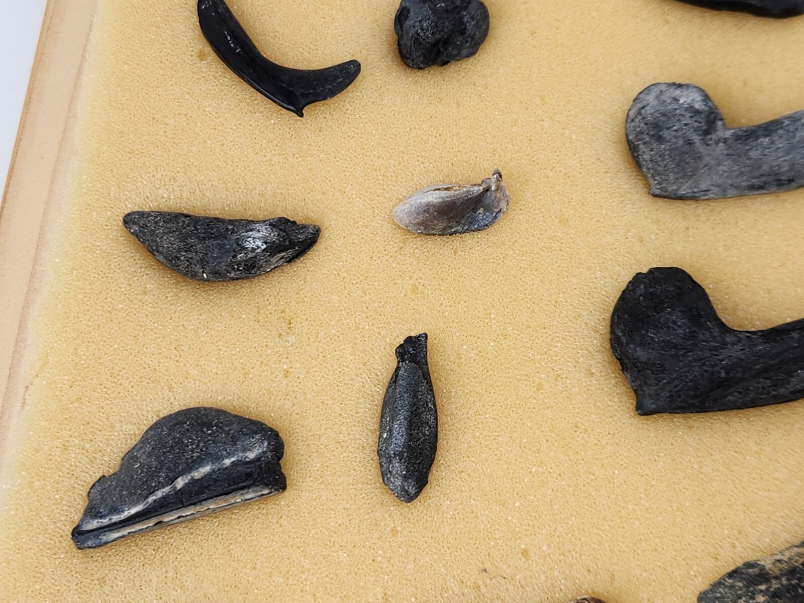 Fish Swim Bladder Fossil - Florida - 1 Per Purchase