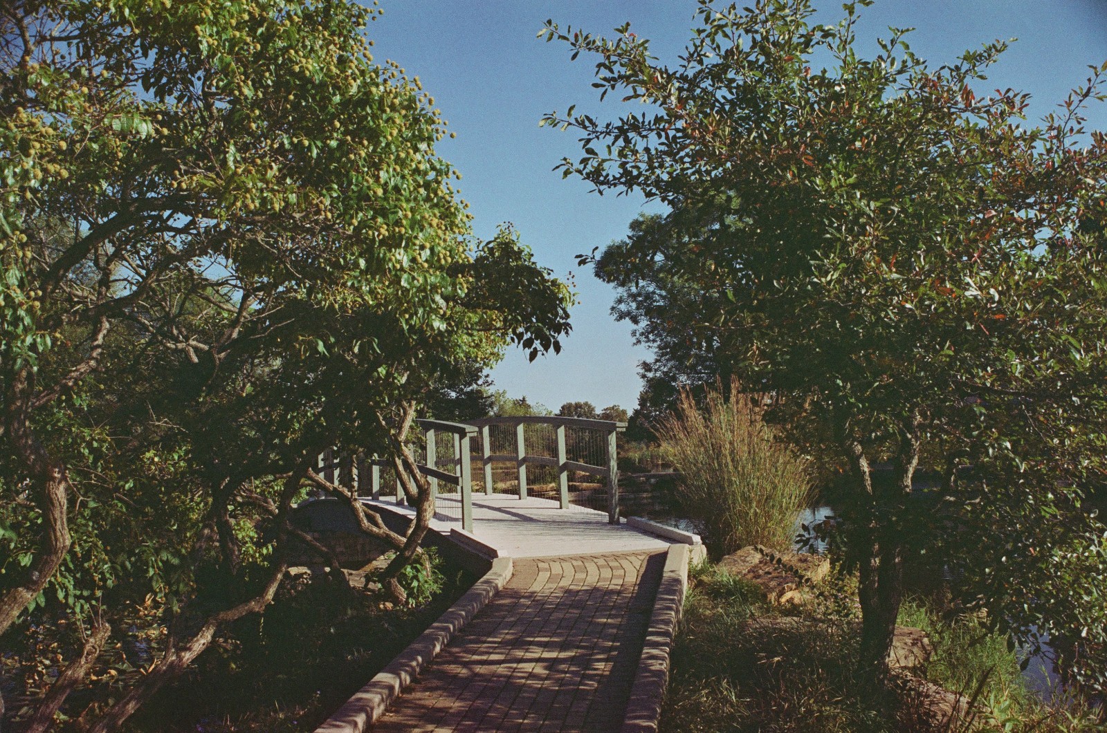 MYSTIC MOTION - 35mm Color Negative Movie Film 100D - 24 exp Process ECN-2