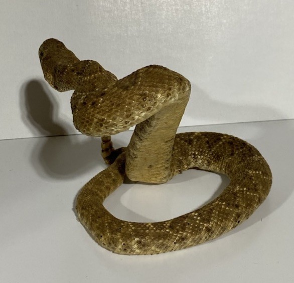 Rattlesnake Taxidermy Mount Rattle Snake Taxidermy Reptile - Cabin Western Decor